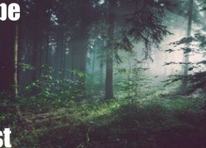 Escape The Forest
